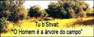 Tu b’Shvat: O Homem é a árvore do campo